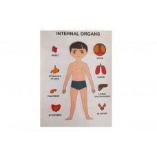 Пазлы обучающие Internal Organs Strateg 30349 Пазлы обучающие Internal Organs Strateg 30349