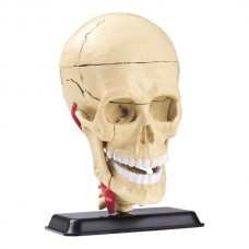 Модель черепа с нервами Edu-Toys сборная 9 см SK010 