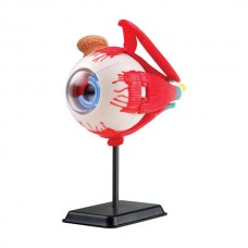 Модель глазного яблока Edu-Toys сборная 14 см SK007 