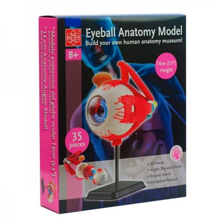 Модель глазного яблока Edu-Toys сборная 14 см SK007