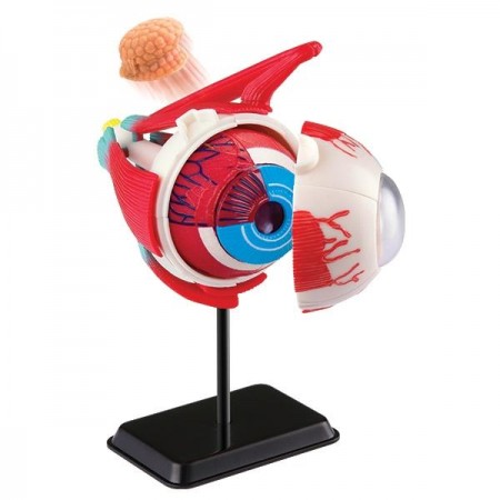 Модель глазного яблока Edu-Toys сборная 14 см SK007