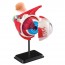 Модель глазного яблока Edu-Toys сборная 14 см SK007