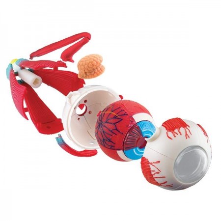 Модель глазного яблока Edu-Toys сборная 14 см SK007