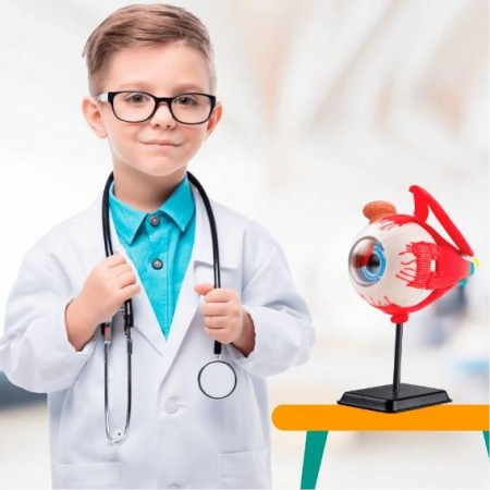 Модель глазного яблока Edu-Toys сборная 14 см SK007