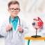 Модель глазного яблока Edu-Toys сборная 14 см SK007