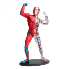 Модель мышц и скелета человека Edu-Toys сборная 19 см SK056 