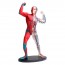 Модель мышц и скелета человека Edu-Toys сборная 19 см SK056