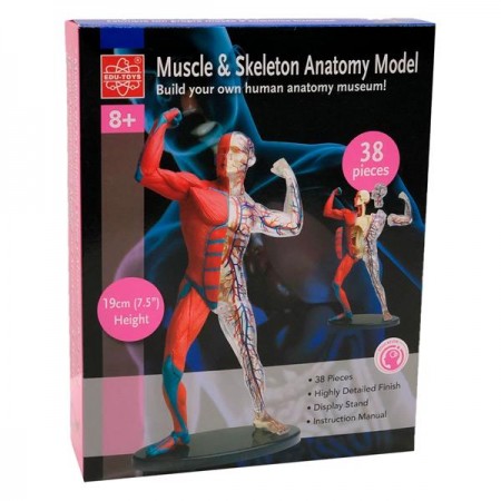 Модель мышц и скелета человека Edu-Toys сборная 19 см SK056 Модель мышц и скелета человека Edu-Toys сборная 19 см SK056