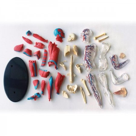 Модель мышц и скелета человека Edu-Toys сборная 19 см SK056 Модель мышц и скелета человека Edu-Toys сборная 19 см SK056