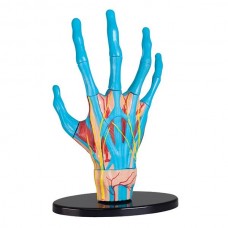 Модель руки Edu-Toys сборная 16,5 см SK058 