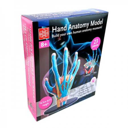 Модель руки Edu-Toys збірна 16,5 см SK058