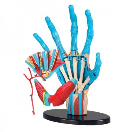 Модель руки Edu-Toys збірна 16,5 см SK058