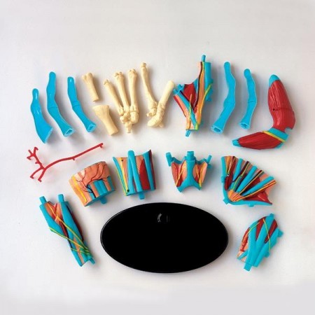 Модель руки Edu-Toys збірна 16,5 см SK058