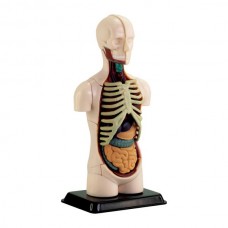 Модель туловища человека Edu-Toys сборная 12,7 см SK008 
