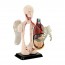 Модель тулуба людини Edu-Toys збірна 12,7 см SK008 Модель тулуба людини Edu-Toys збірна 12,7 см SK008