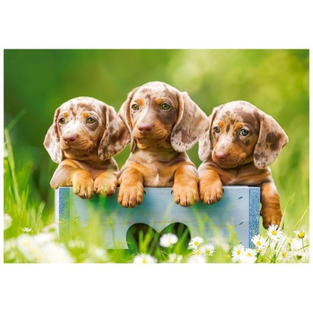 Пазлы Cute Dachshunds 500 элементов Castorland B-53605 Пазлы Cute Dachshunds 500 элементов Castorland B-53605