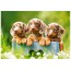 Пазлы Cute Dachshunds 500 элементов Castorland B-53605 Пазлы Cute Dachshunds 500 элементов Castorland B-53605