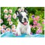 Пазли French Bulldog Puppy 500 елементів Castorland B-53650