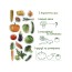 Набор магнитов Vegetables Magdum ML4031-12 EN Набор магнитов Vegetables Magdum ML4031-12 EN