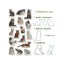 Набір магнітів Breeds of cats Magdum ML4031-13 EN Набір магнітів Breeds of cats Magdum ML4031-13 EN