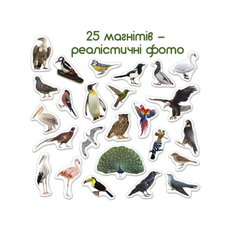 Набор магнитов Birds photo Magdum ML4031-30 EN Набор магнитов Birds photo Magdum ML4031-30 EN