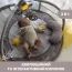 Развивающий коврик "Enjoy Colours" арт. 09866.00 цвет Бежевый