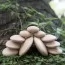 Деревянные блоки Guidecraft Natural Play Округлые камешки G6771