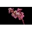 Конструктор LEGO Botanicals Цвет вишни 430 Деталей 40725
