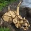Конструктор LEGO® Jurassic World Окаменелости динозавров: череп трицератопса, 468 деталей Конструктор LEGO® Jurassic World Окаменелости динозавров: череп трицератопса, 468 деталей