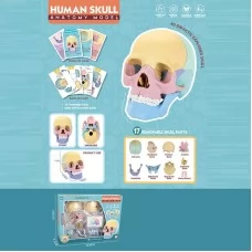 Игровой набор BabyToys анатомия человека W 618 с 17 элементами