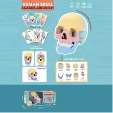 Игровой набор BabyToys Анатомия человека W 619, 17 элементов