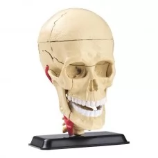 Модель черепа с нервами Edu-Toys сборная 9 см SK010 