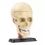 Модель черепа с нервами Edu-Toys сборная 9 см SK010
