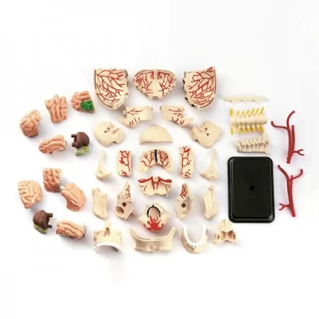 Модель черепа с нервами Edu-Toys сборная 9 см SK010 Модель черепа с нервами Edu-Toys сборная 9 см SK010