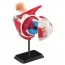 Модель очного яблука Edu-Toys збірна 14 см SK007 Модель очного яблука Edu-Toys збірна 14 см SK007