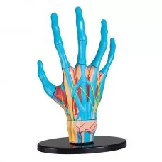 Модель руки Edu-Toys сборная 16,5 см SK058 