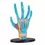 Модель руки Edu-Toys сборная 16,5 см SK058