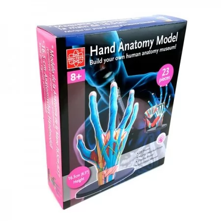 Модель руки Edu-Toys сборная 16,5 см SK058