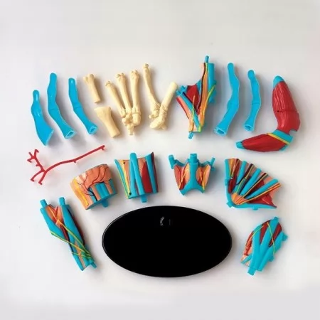 Модель руки Edu-Toys сборная 16,5 см SK058