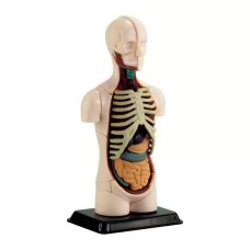 Модель туловища человека Edu-Toys сборная 12,7 см SK008 