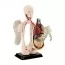 Модель туловища человека Edu-Toys сборная 12,7 см SK008 Модель туловища человека Edu-Toys сборная 12,7 см SK008