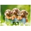 Пазлы Cute Dachshunds 500 элементов Castorland B-53605