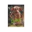 Пазл Harry Potter, Добби, 250 элементов, DoDo 200497 Пазл Harry Potter, Добби, 250 элементов, DoDo 200497