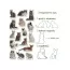 Набір магнітів Breeds of cats Magdum ML4031-13 EN